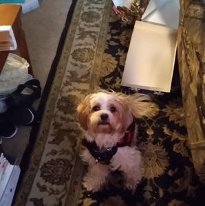 Meet your Posher, Steve